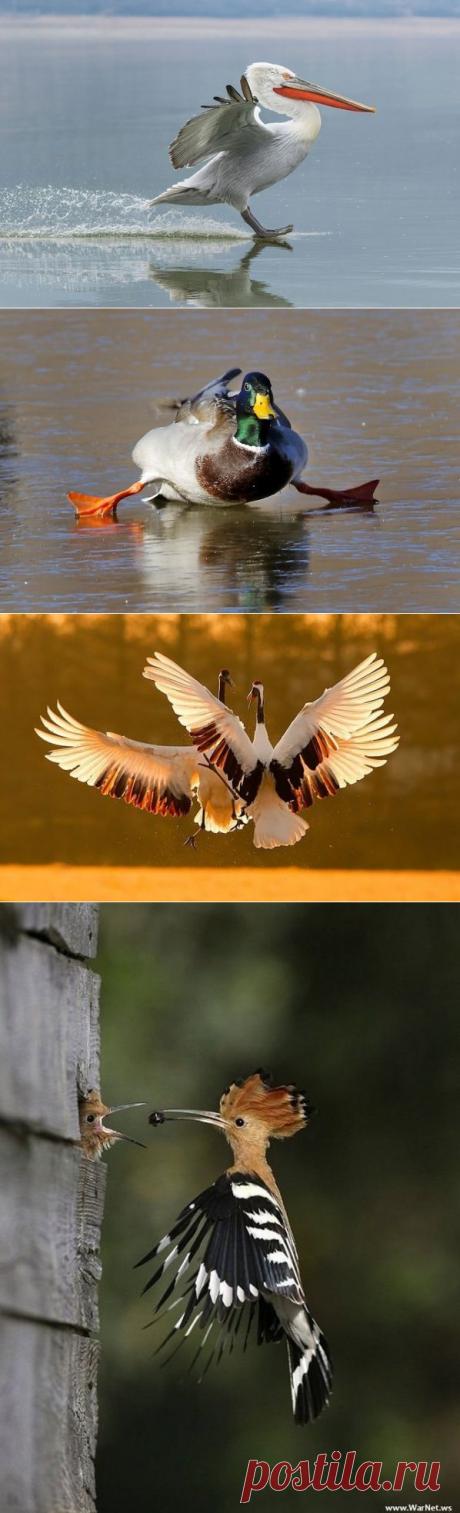 Сейчас вылетит птичка - 16