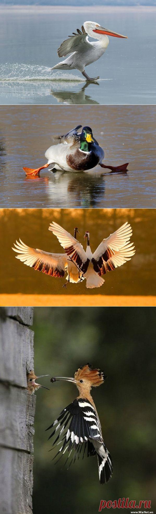 Сейчас вылетит птичка - 16