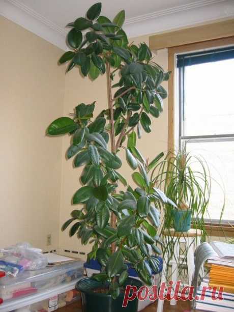 Как создать «тропические условия» для растений прямо в квартире — Сад на подоконнике