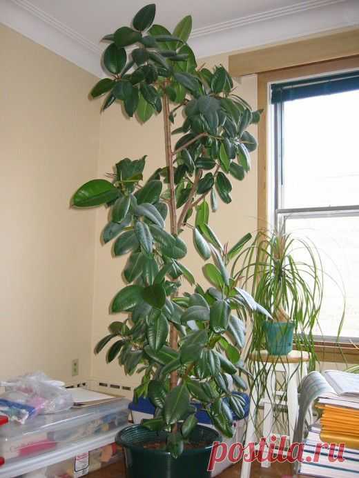 Как создать «тропические условия» для растений прямо в квартире — Сад на подоконнике