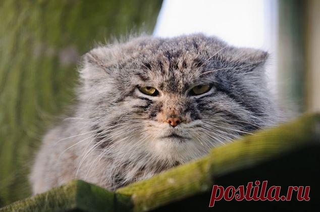 Mega-Chonker Of A Cat Looks Adorably Angry (16 Pics) - I Can Has Cheezburger?