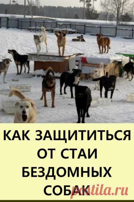 Как защититься от стаи диких собак. От угрозы столкновения со стаей безнадзорных животных не застрахован никто. И каждый должен знать хотя бы минимальное количество правил, при помощи которых можно избежать нападения или даже отбиться. #полезныесоветы #животные #бездомныесобаки #бездомныеживотные