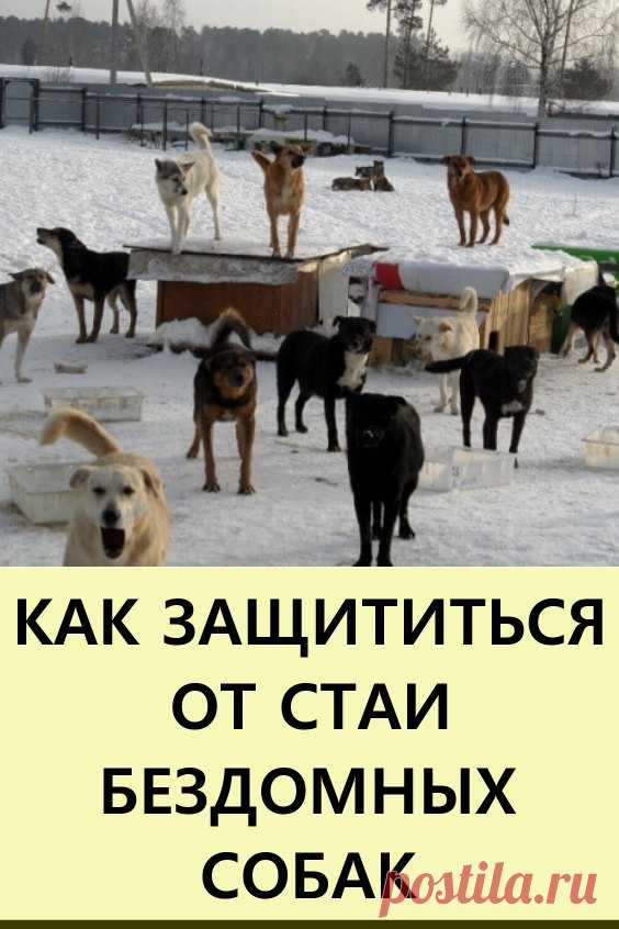Как защититься от стаи диких собак. От угрозы столкновения со стаей безнадзорных животных не застрахован никто. И каждый должен знать хотя бы минимальное количество правил, при помощи которых можно избежать нападения или даже отбиться. #полезныесоветы #животные #бездомныесобаки #бездомныеживотные