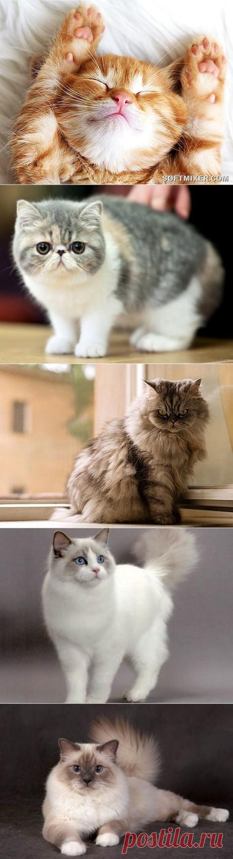 Самые дружелюбные породы кошек