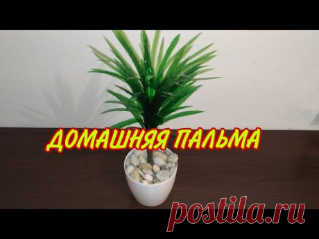 Драцена из пластиковой бутылки.   Domáca palma. House palm.