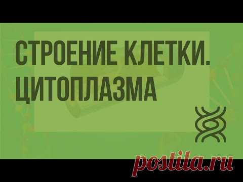 Строение клетки. Цитоплазма. Клеточный центр. Рибосомы. Видеоурок по биологии 10 класс