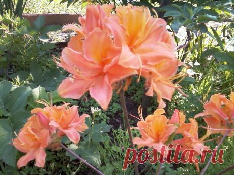 Любимые азалии