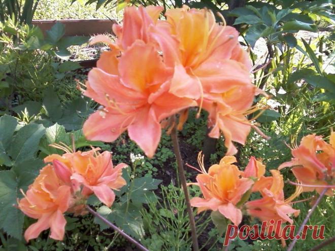 Любимые азалии