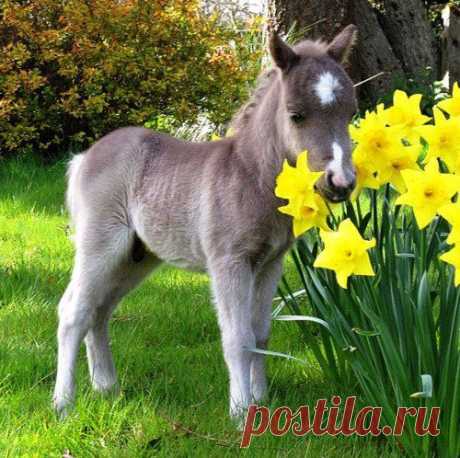 природа