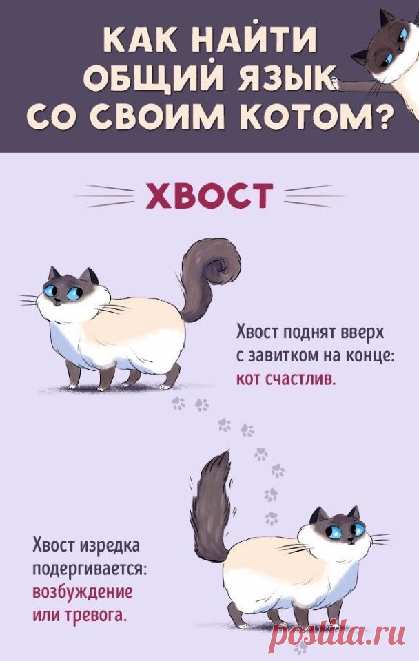 Как найти общий язык со своим котом? Без кота и жизнь не та : Как найти общий язык со своим котом?