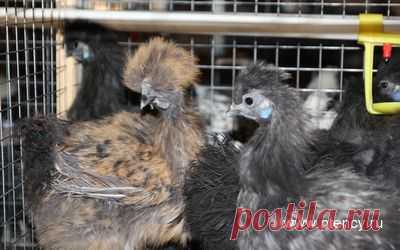 Продажа Кур несушек, Цыплят, Петухов, Кроликов, Индюшек