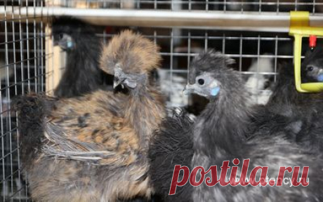 Продажа Кур несушек, Цыплят, Петухов, Кроликов, Индюшек