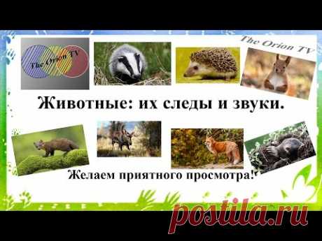 Особенности и характеристики следов животных на снегу