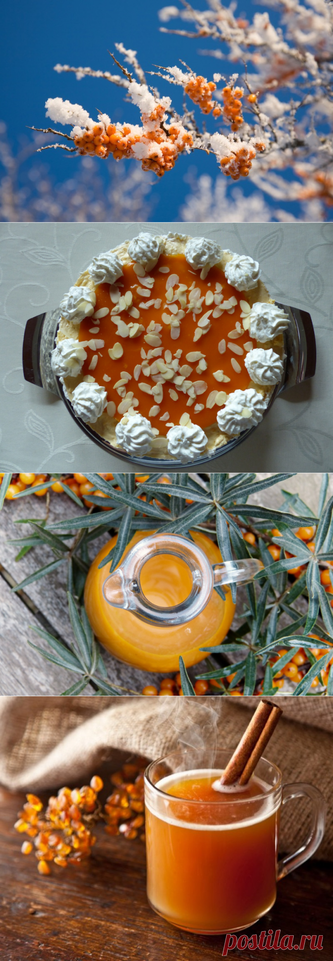 Облепиха – Полезные Свойства и Противопоказания - Крот.net