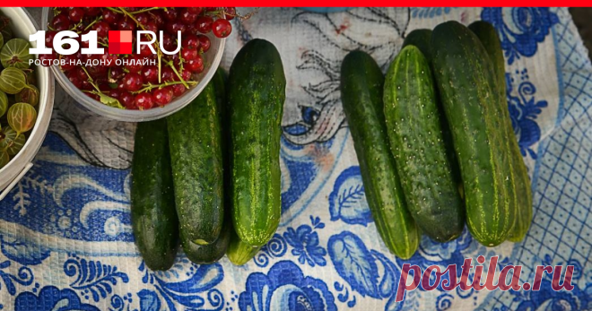 Горькая попка: что делать, чтобы огурцы не горчили Даже специальные сорта не гарантируют, что у огурцов не будет горчинки