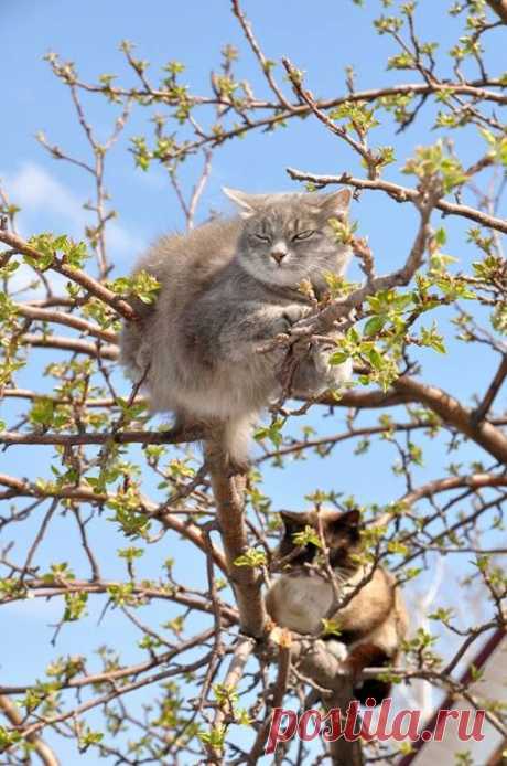 Алла Пушистая (Алусик) – Google+