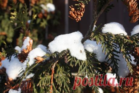 Чего не нужно делать в саду весной - Садоводка