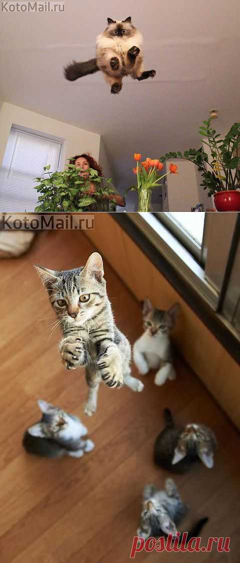 Я лечу! | KotoMail.ru