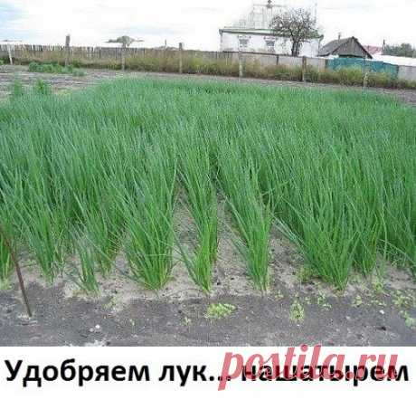 Удобряем лук... нашатырем