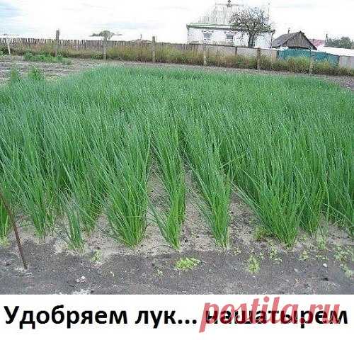 Удобряем лук... нашатырем