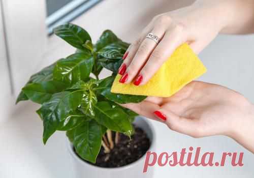 Особенности весеннего ухода за домашними растениями - Сад на подоконнике