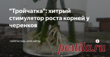 "Тройчатка": хитрый стимулятор роста корней у черенков Корни лучше образуются в тёмной посуде. Но в прозрачной мы можем контролировать процесс
Стимуляторы корневой системы применяют, когда нужно повысить шансы на выживание плохо растущих черенков. В магазинах много аналогичных составов и можно без хлопот купить готовый. Но есть старый «бабушкин» рецепт, который эффективнее магазинных продуктов. Не продают его потому, что этот стимулятор относится к бы