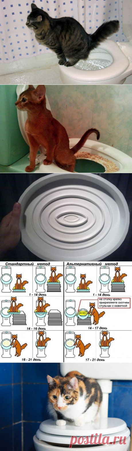 Как приучить кота или кошку к унитазу | система приучения, видео