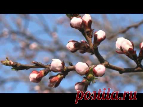 Антонио Вивальди (Antonio Vivaldi).Времена года. Весна.