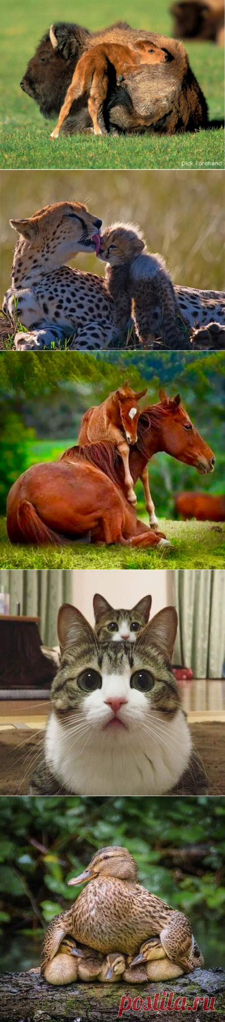 Мамы и детеныши
