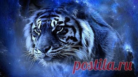 Тигр и Стервятник (1 фото) | Чёрт побери Философское эссе о бесчестии и благородстве, от ЧеширКо...  Тигр уже давно всё понял. Какая-то внутренняя болезнь сначала поразила его глаза. Во время охоты, а особенно после быстрого бега, в глазах начинало двоиться. Иногда его пошатывало на ровном месте и ему приходилось все чаще останавливаться, чтобы зрение вернулось в норму. Затем в ушах стал появляться шум. Он то исчезал, то снова появлялся в самый неподходящий момент. Тигру п...