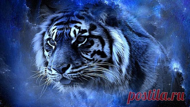 Тигр и Стервятник (1 фото) | Чёрт побери Философское эссе о бесчестии и благородстве, от ЧеширКо...  Тигр уже давно всё понял. Какая-то внутренняя болезнь сначала поразила его глаза. Во время охоты, а особенно после быстрого бега, в глазах начинало двоиться. Иногда его пошатывало на ровном месте и ему приходилось все чаще останавливаться, чтобы зрение вернулось в норму. Затем в ушах стал появляться шум. Он то исчезал, то снова появлялся в самый неподходящий момент. Тигру п...