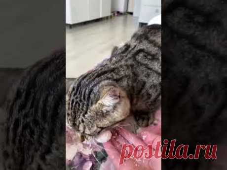 Кот есть РАФАЭЛЛО