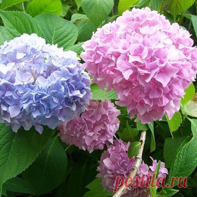 Садовые гортензии: как сажать и ухаживать. Популярные виды и сорта гортензий: метельчатая и древовидная