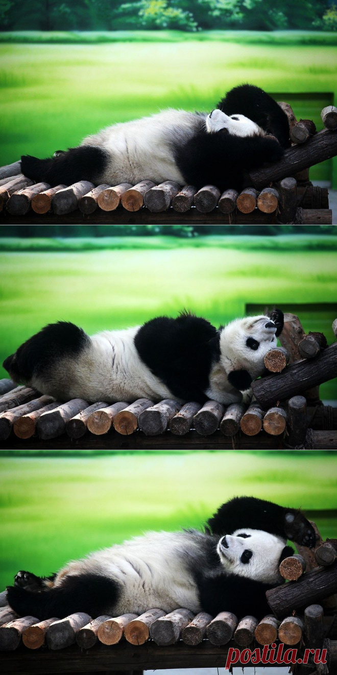 Китайский фотограф Ли Цзюньфэн (Li Junfeng) во время посещения Национального парка водно-болотных угодий озера Тайху в Сучжоу, провинция Цзянсу, Китай, запечатлел умилительную картину - 10-летняя панда по кличке Синь Юэ совершенно по-человечески отдыхала на деревянном сооружении.