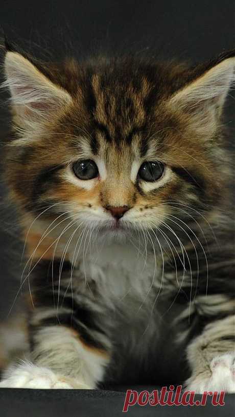 ✯ Cute Little Kitten