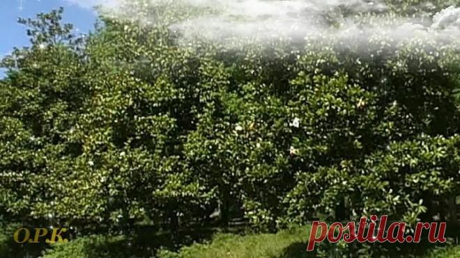 Я. Поплавская и А. Тиханович - НА ТО ТЕБЯ ГОСПОДЬ БЛАГОСЛОВИЛ