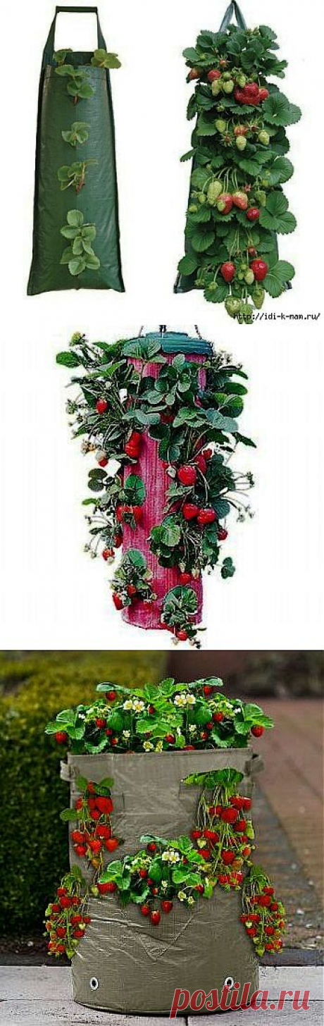 выращивание клубники в мешках.