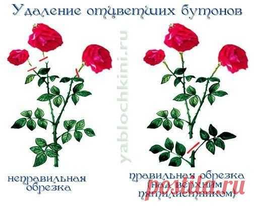 Формирование куста розы. Весенняя, летняя и осенняя обрезка