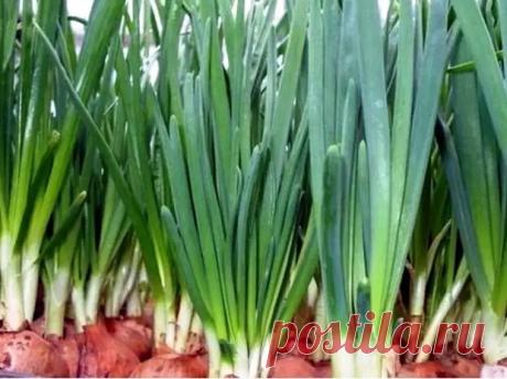 Чтобы лук на подоконнике рос быстро и листья были длинными, ровными, мощными: рассказали 3 хитрости. Век живи, век красивый лук выращивай - Квартира, дом, дача - Социальная сеть "МТ.RU"