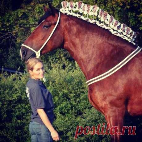 лошади(шайры)Англия