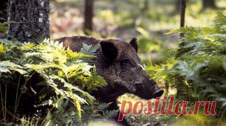 Специалист рассказала, что нельзя делать при встрече с лисой и кабаном