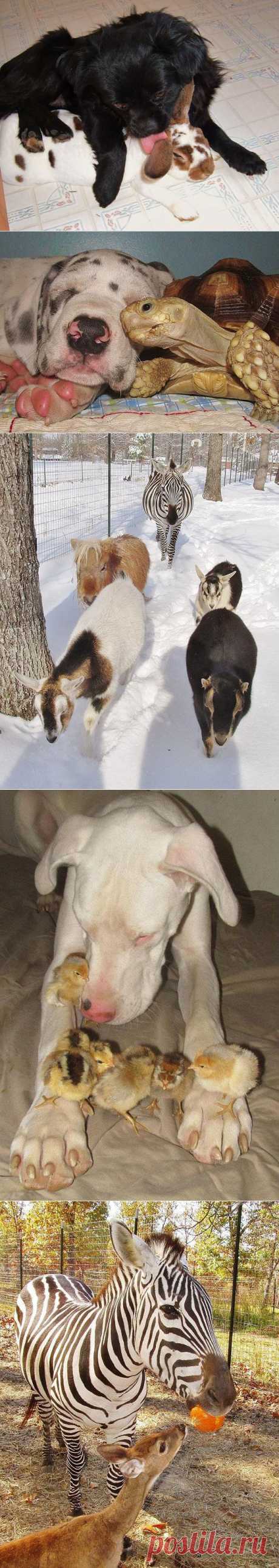 Животные тусующиеся вместе / vicer.ru / Surfingbird.ru