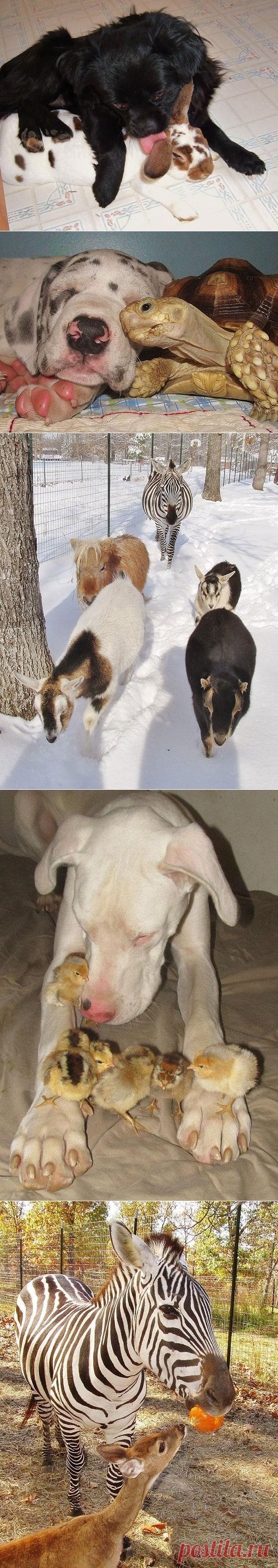 Животные тусующиеся вместе / vicer.ru / Surfingbird.ru