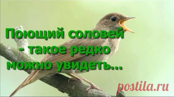 Поющий соловей! Редко такое можно увидеть ......Наслаждайтесь)))