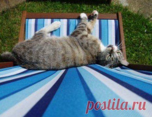 Кошки, знающие толк в летнем отдыхе / Питомцы