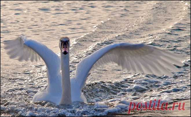 на всех парусах...