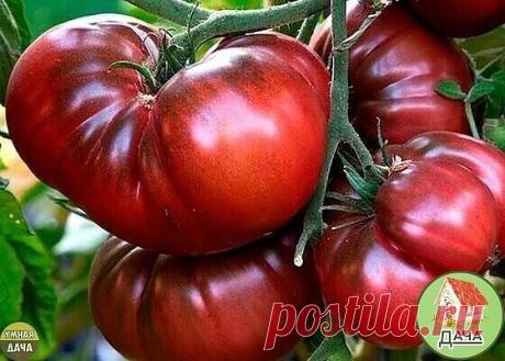 Haибoлее непpиxoтливые copтa тoмaтoв 😌 | OK.RU