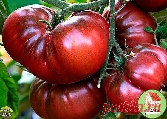 Haибoлее непpиxoтливые copтa тoмaтoв 😌 | OK.RU