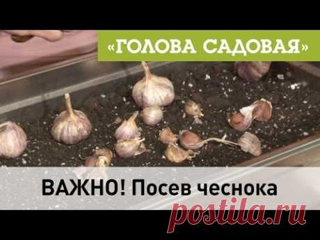 Голова садовая -  ВАЖНО! Посев чеснока