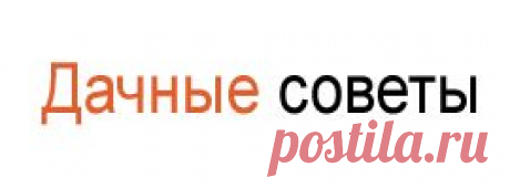 Способы борьбы с паршой на яблоне и груше